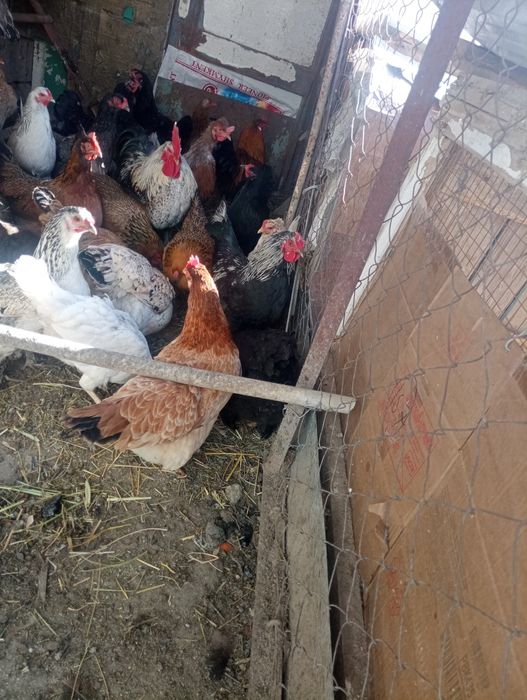 Тауық тауық тауық