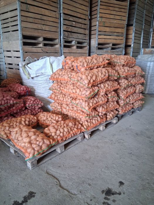 Cartofi de sămânță calitatea 1 preț 1.30