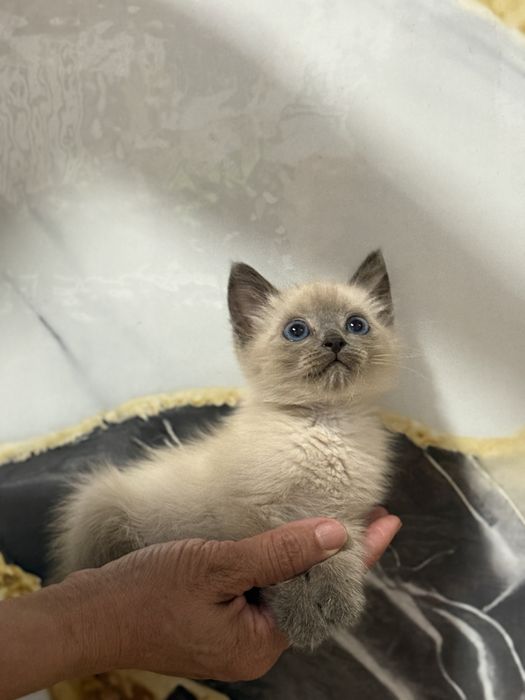 Продам Сиамская кошка