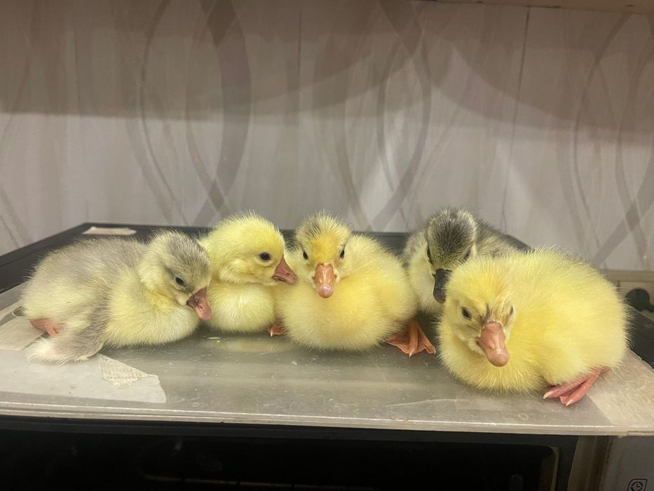 Гусята продам гуси