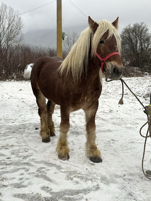 Manz ardenez 3 ani schimb cu oi