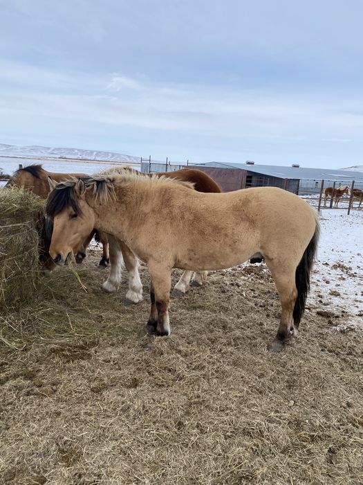 Мугалжар айгыр продается