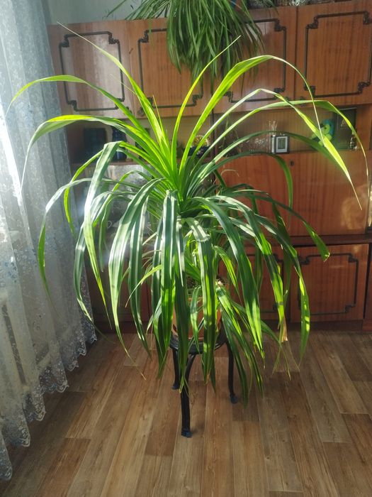 Продается цветок дрогоцена пальма 3000тг