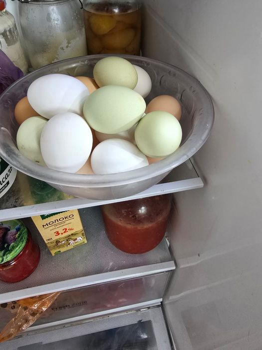 Инкубационное яйцо