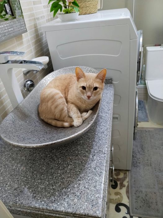 отдам кота в добрые руки