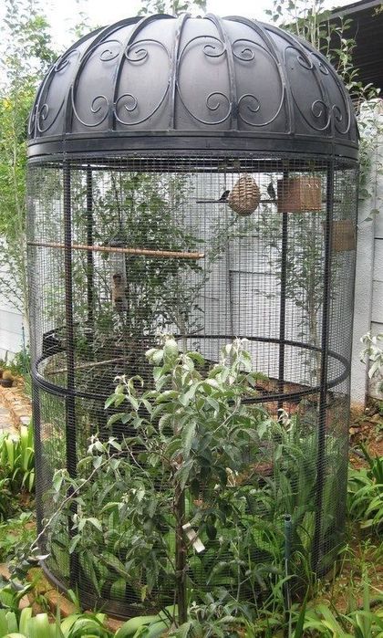 zakazga qushlar uchun valer