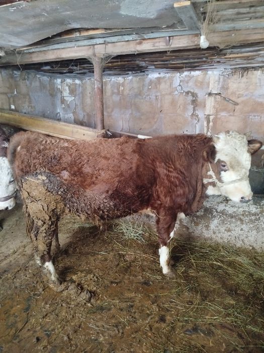 Бука сатылады 2 жаста