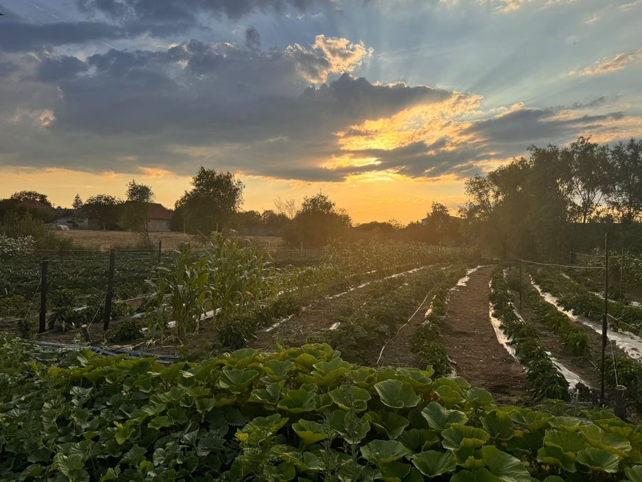 Vinete direct de la producator