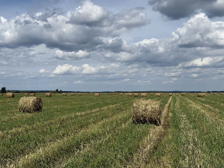 Продам Сено суданская трава