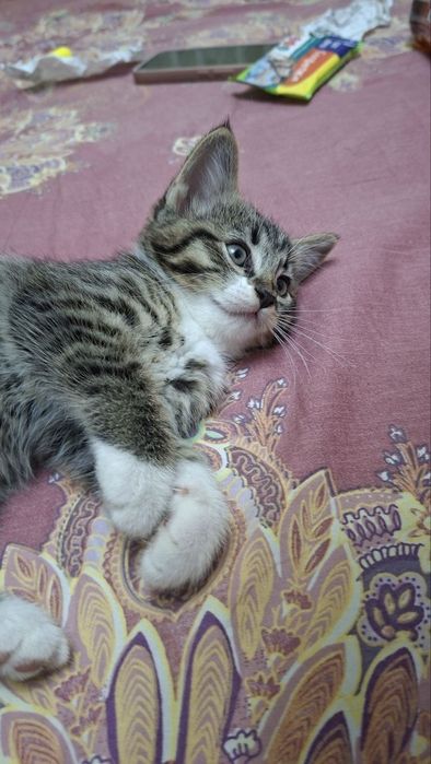 Котёнок смешанный