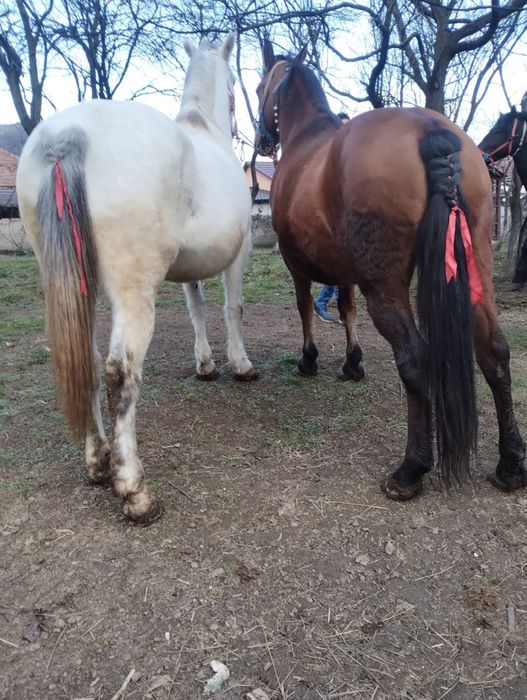 Vând 2 iepe de 8 pe 9 ani fără defecte  cuminți și garantate la orice