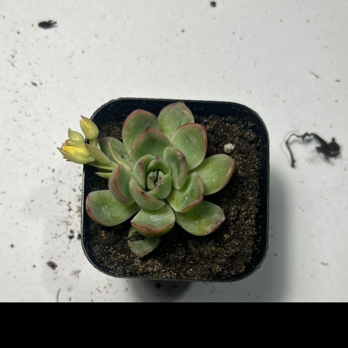 сукуленты, от 700 тенге