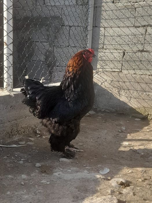 Продам домашних курей