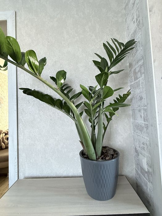 Замиакулькас, доллоровое дерево