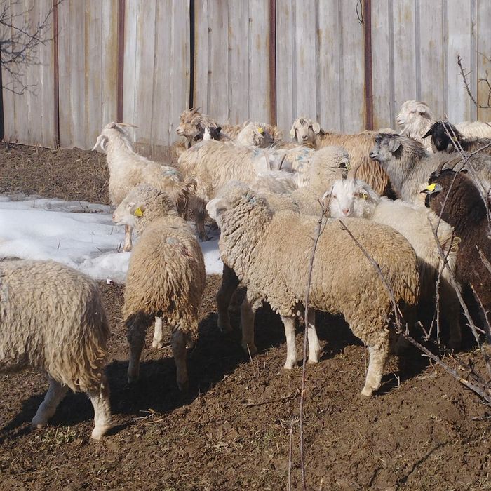 Бараны  козлы козы овцы ешки кой