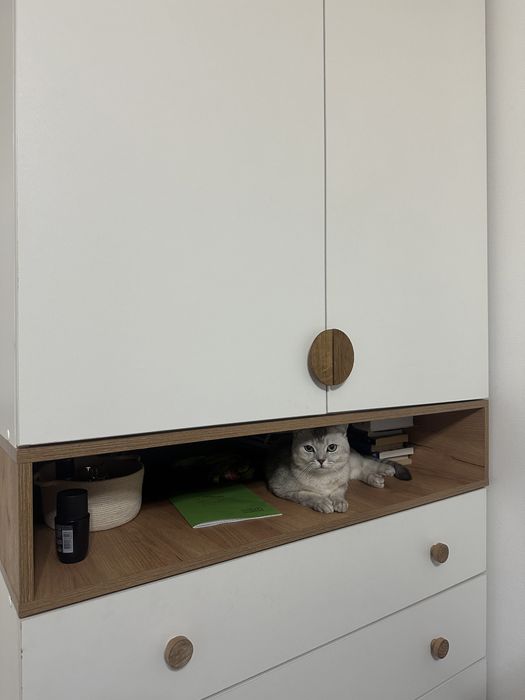 Шотландский висолухий