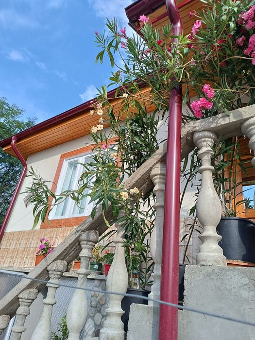 Oleandri mari 1.50–1.80 m — roz / crem / alb / grena / roșu