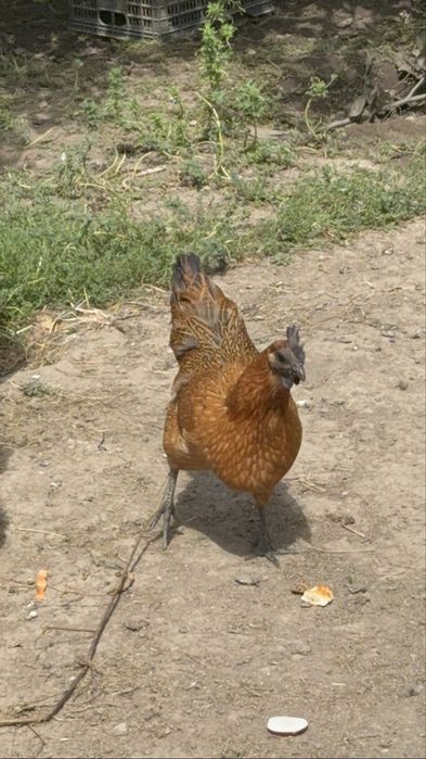 Лакиданзе курочки