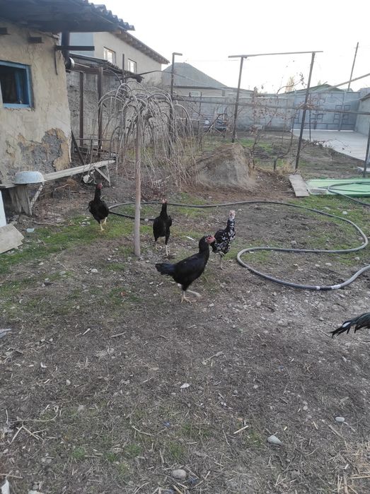 Продам бойцовых куриц и петухов