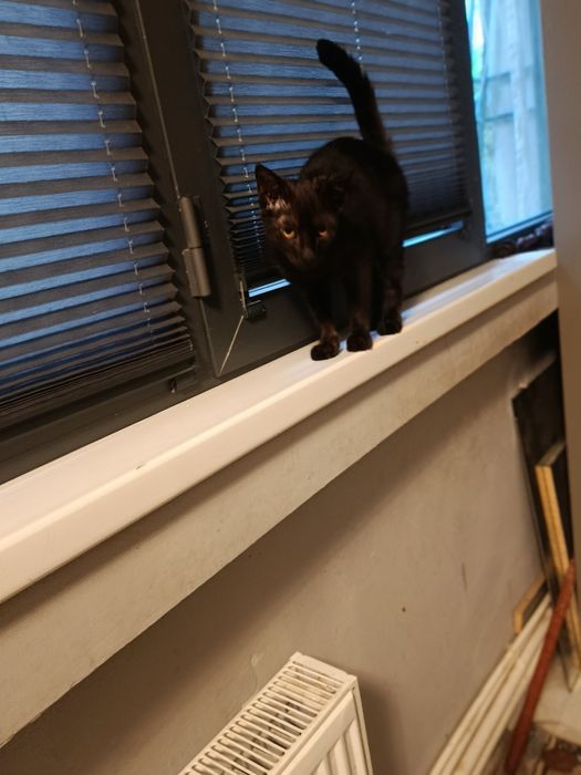 Активный маленький кот.