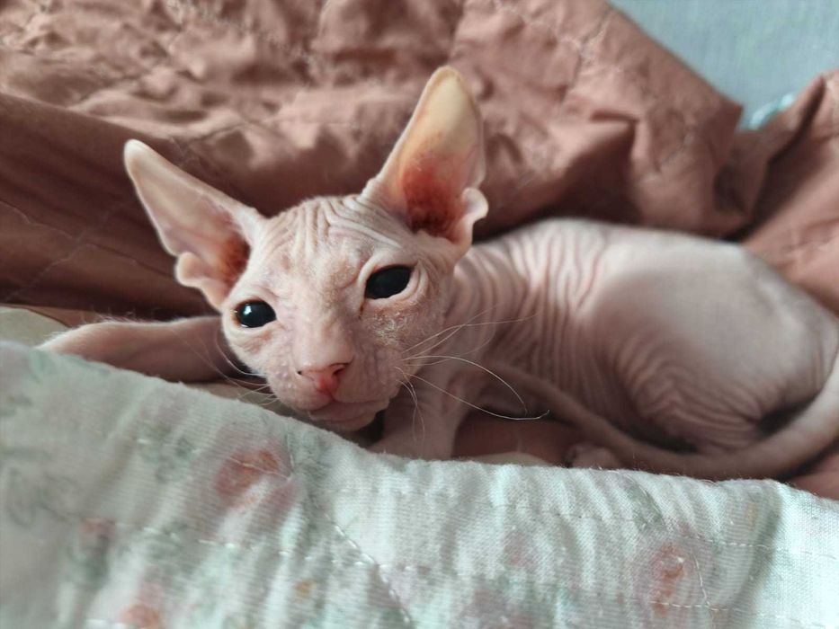 Донской Сфинкс мальчик