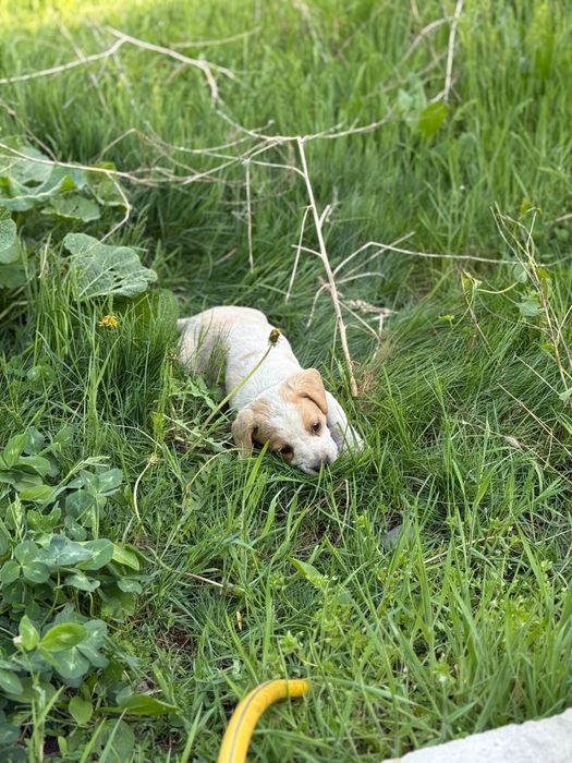 Ищем для щенят добрые руки!