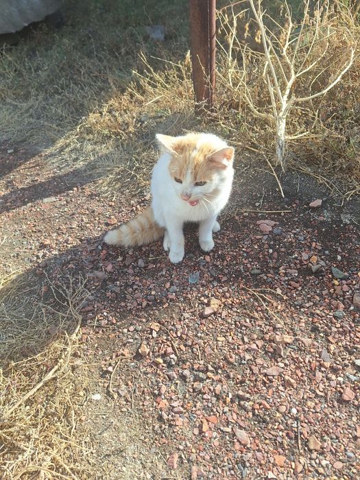 Ищем котенку дом