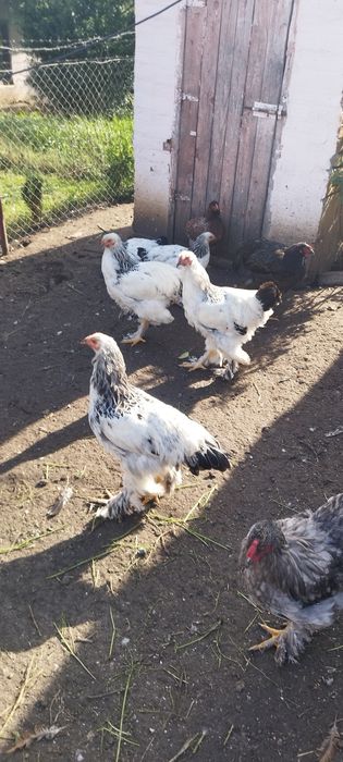 De vânzare cocoși brahma herminat deschis și galbeni unu negru