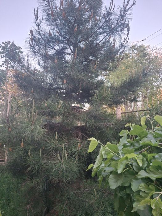 Елка восьмилетняя СОСНА