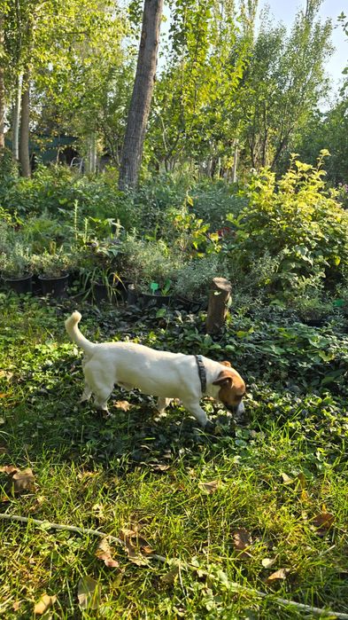 Вязка Джек Рассел терьер