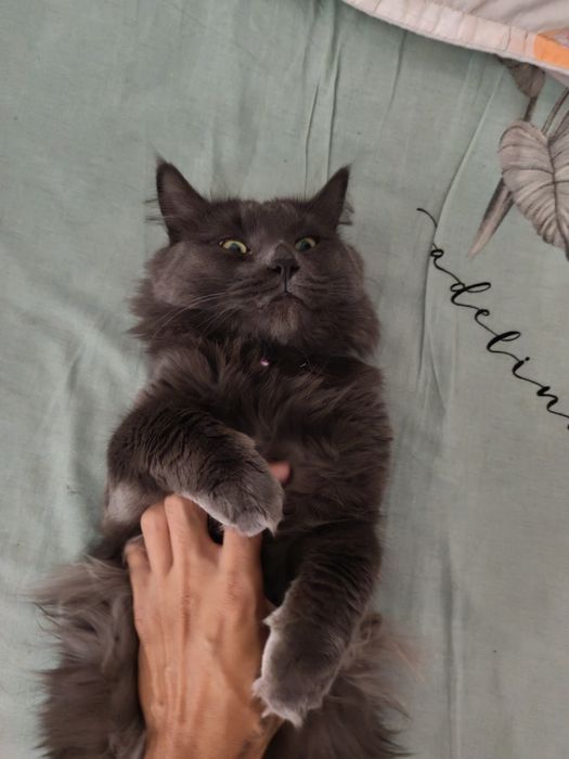 Вязка кота нибелунг