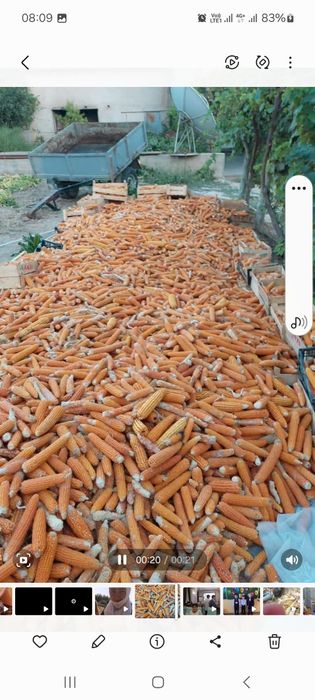 Зерно кукуруза для покорна