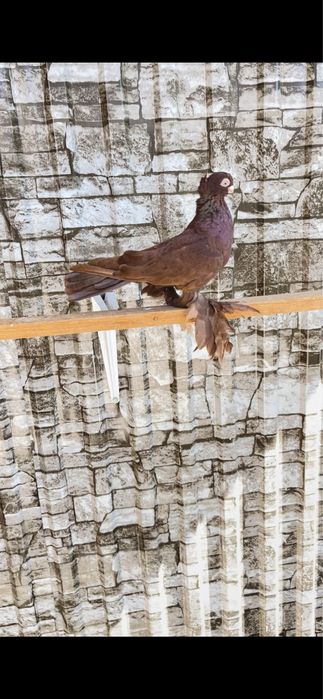 голубь красный молодой самец