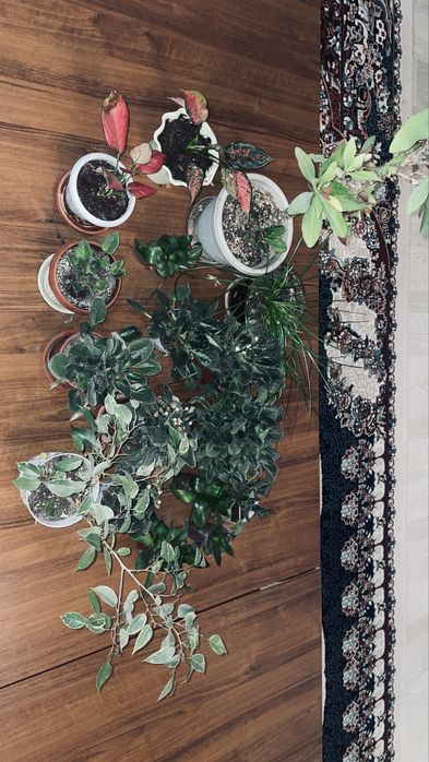 Цветы разные продоется