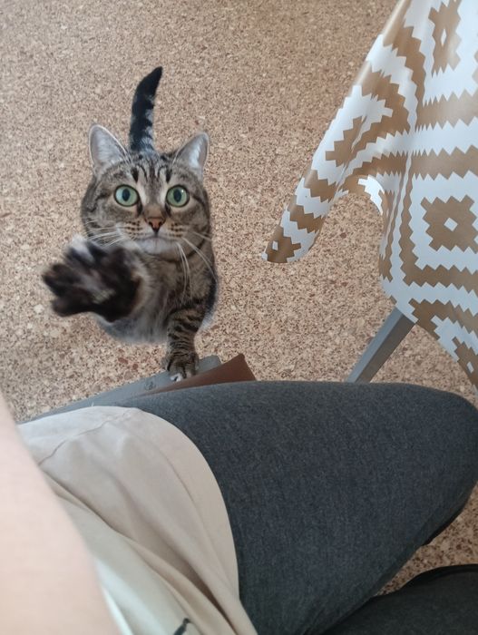 Кошка в добрые руки