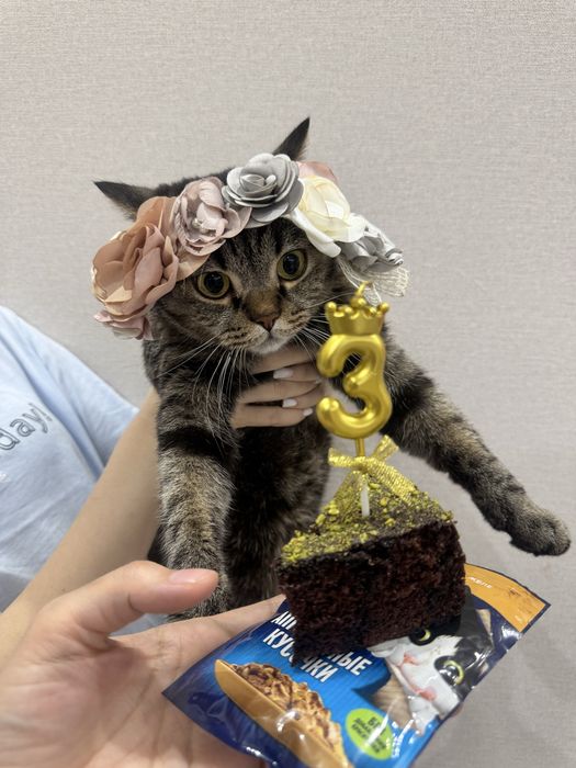 Домошняя кошка питомец