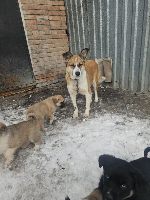 Отдам месячных щинят даром