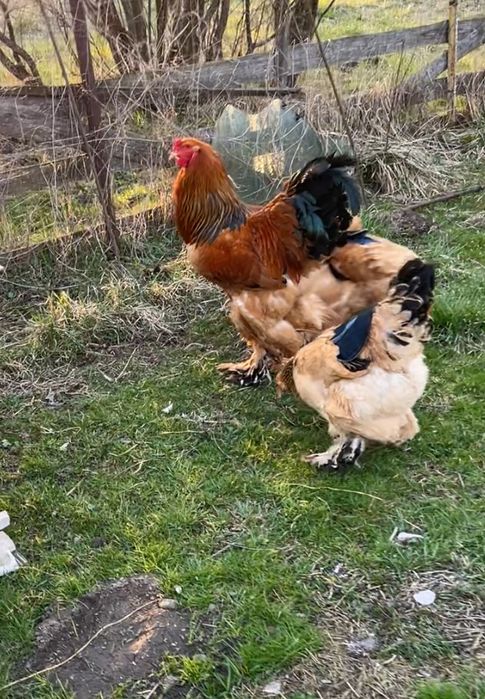 Brahma Columbia Galben-Negru