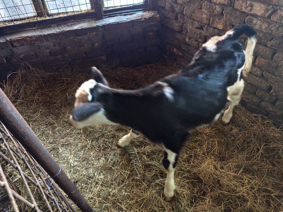 Vând vițea baltata