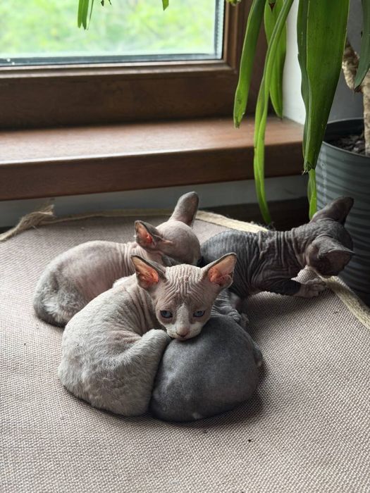 Котята канадского сфинкса