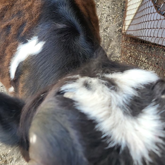 Семиз кашар кашар