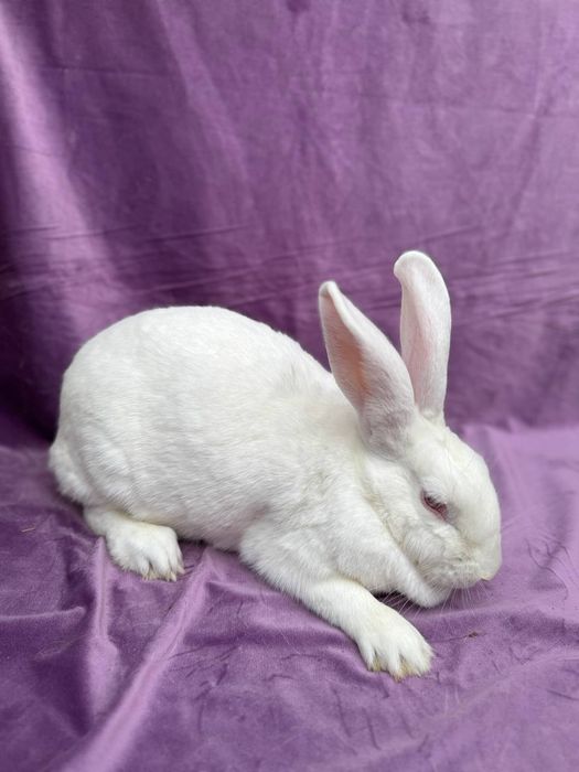 Hikol Ona quyon sotladi