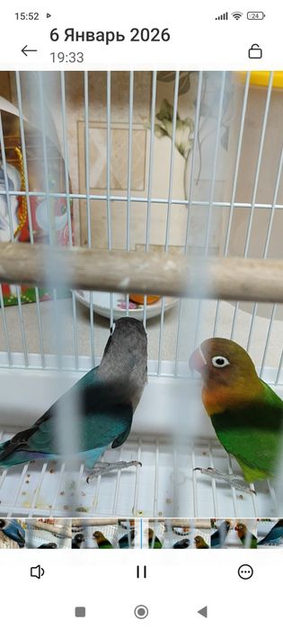 Неразлучники фишер . пара