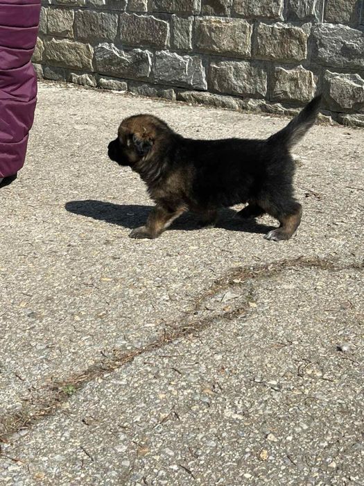 Продавам малки кученца