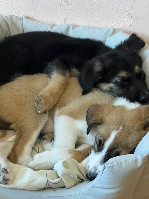 Рокси и Лара търсят дом