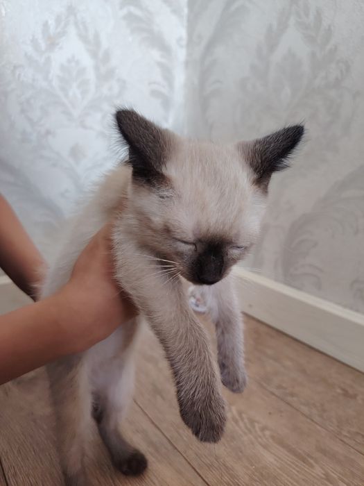Котёнок маленький
