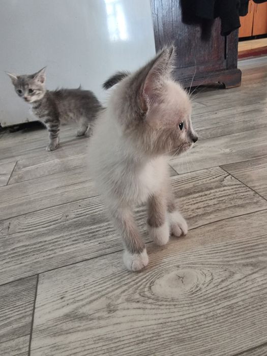 Отдам котят в добрые руки