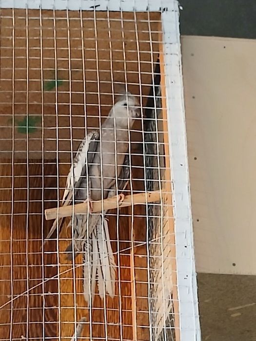 karela pokiston sotladi 
Ishlagan para toza soglom