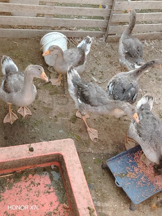 Продам гусятаааа