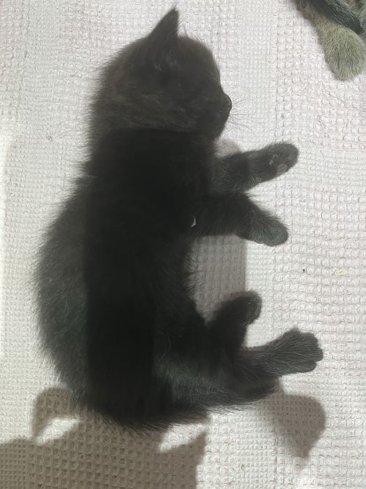 Продается котенок породыстий.